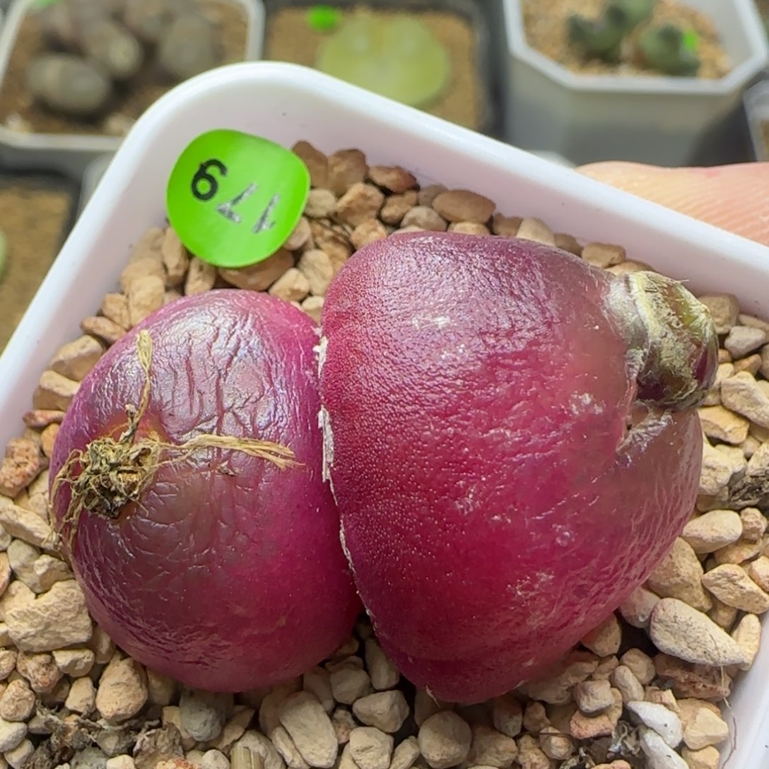 双头灯泡2.3/2.6脱土多肉179