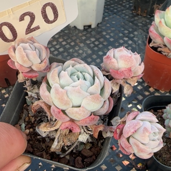 20 一物一拍多肉