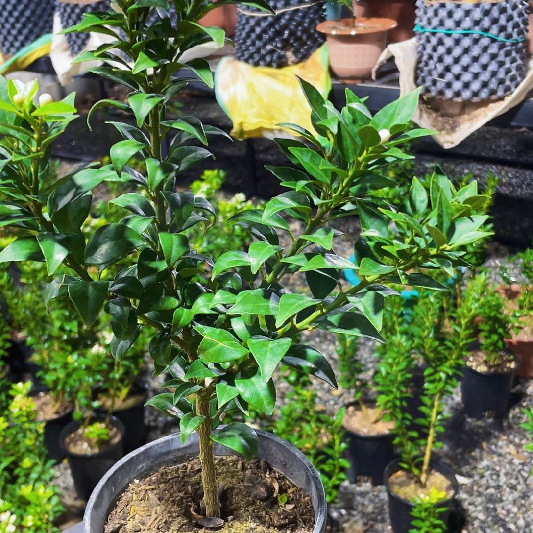 完全开放李*莲八房柑味道不错吧