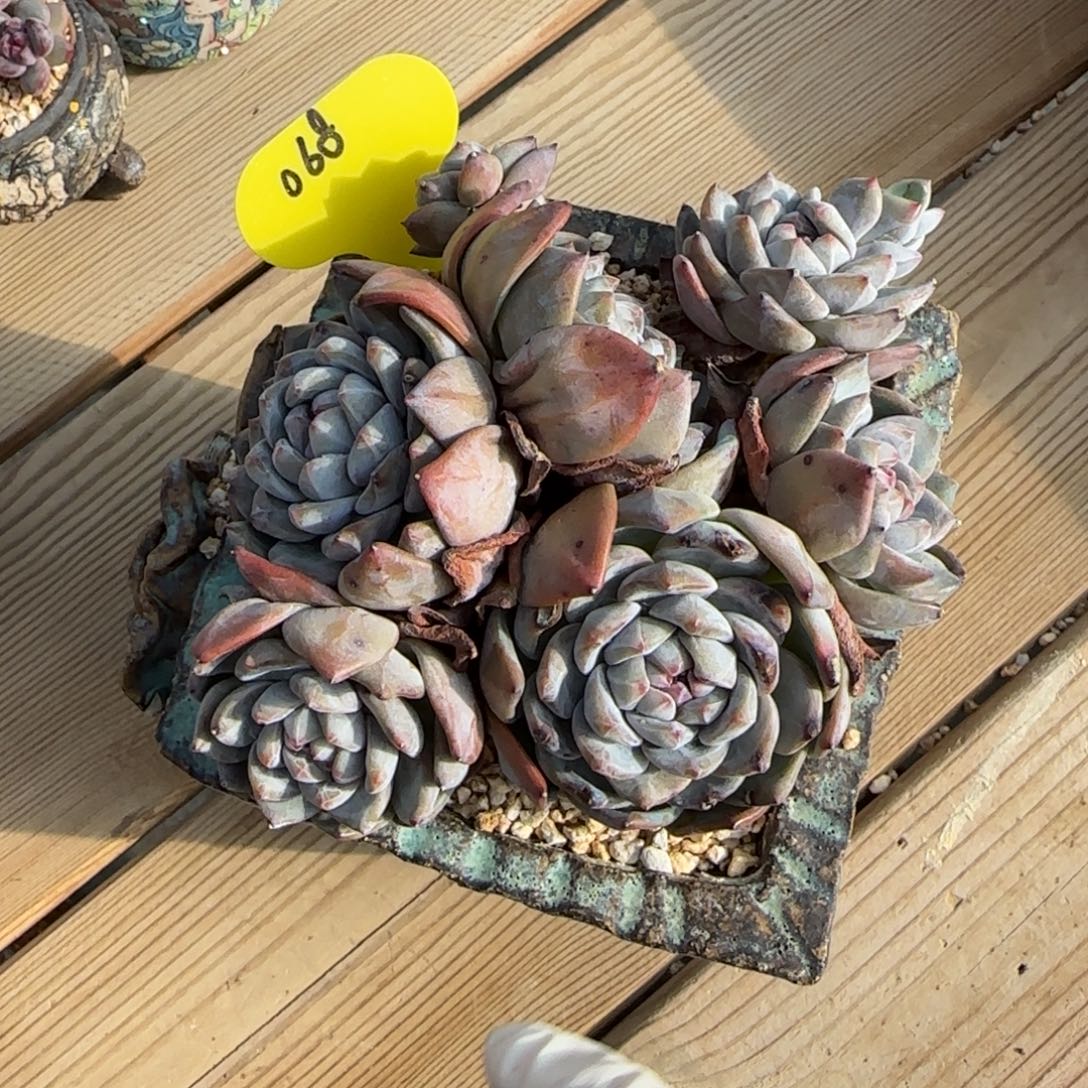 突尼斯星影发货多肉有砍