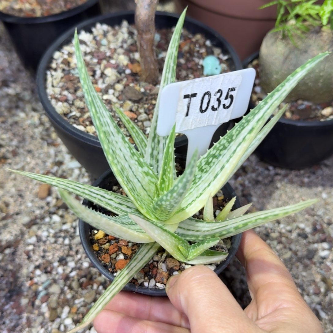 翡翠芦荟锦脱土发
