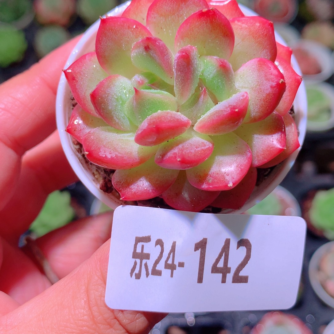 乐然24-142 新品 