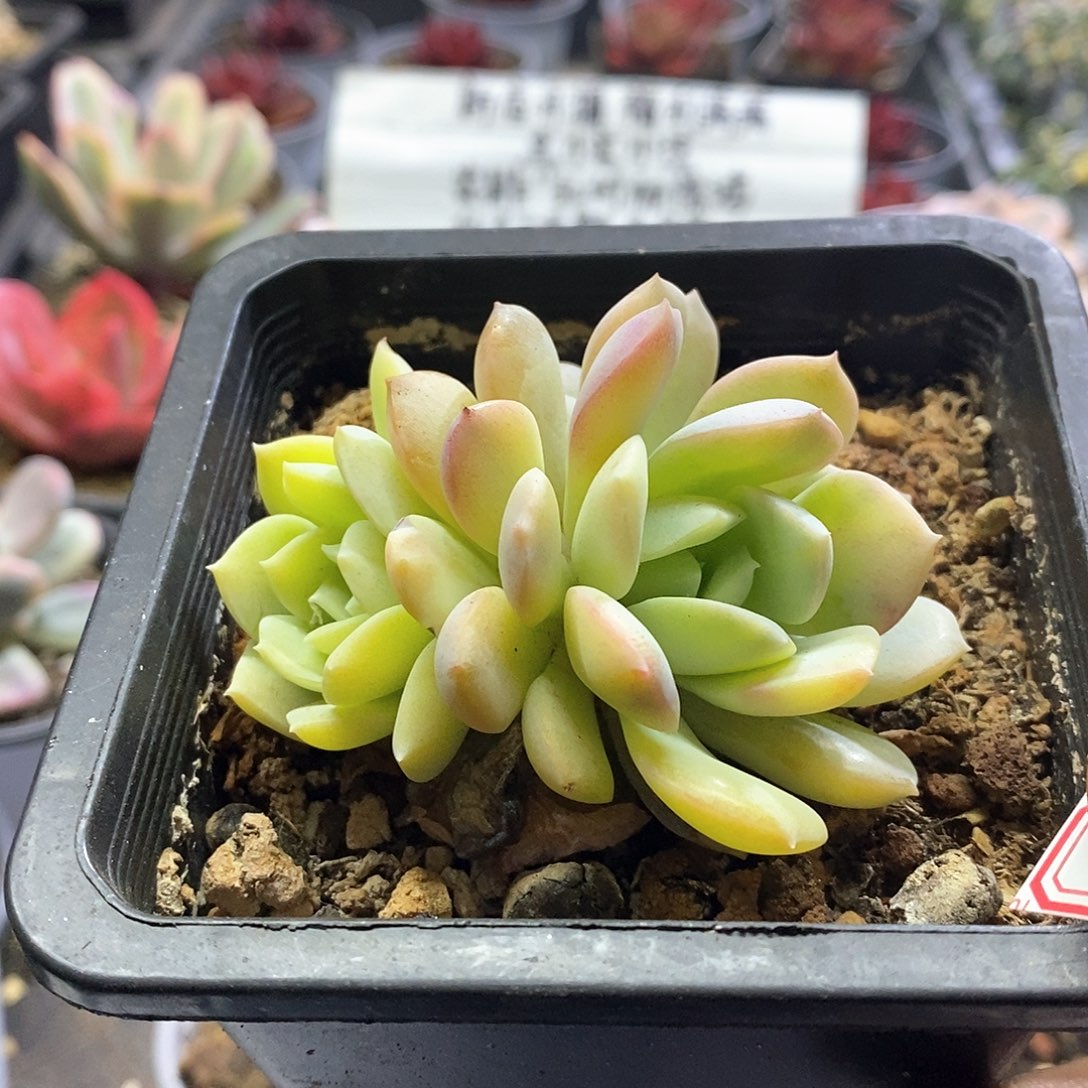 1583纯爱锦多肉植物