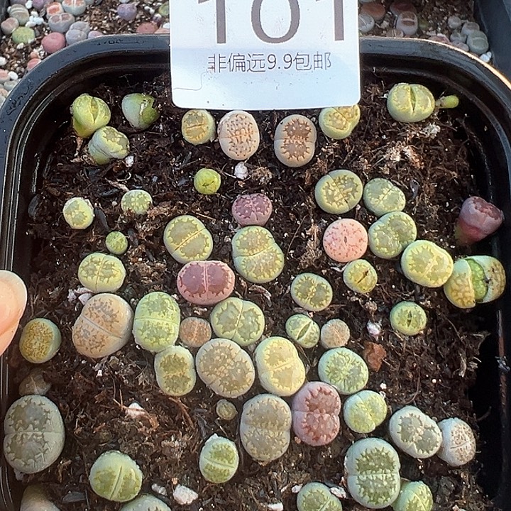 101绿孔雀生石花hunh