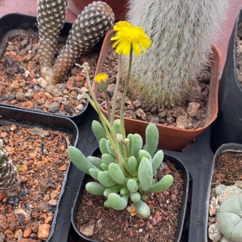 厚敦菊单4仙人球