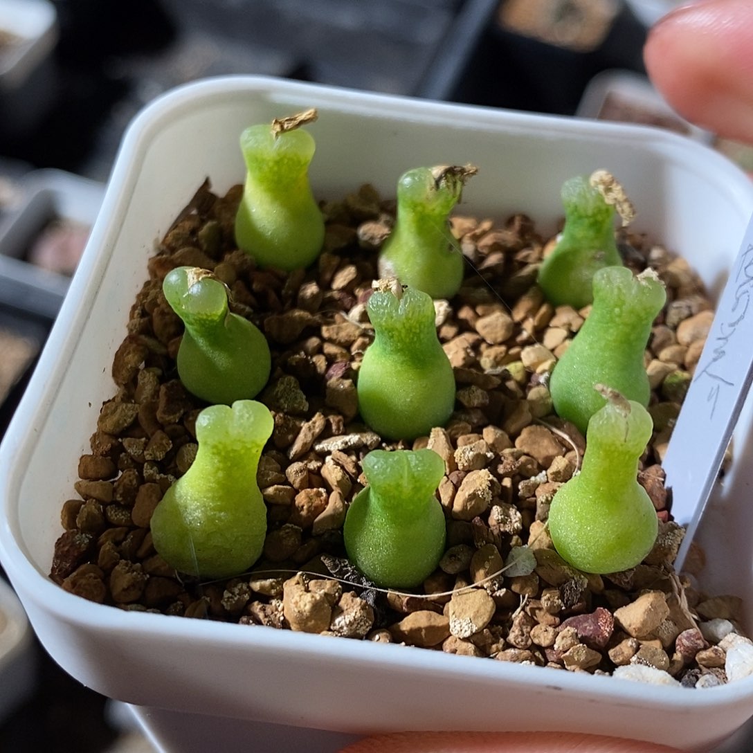 11320。 母本小葫芦一颗。   