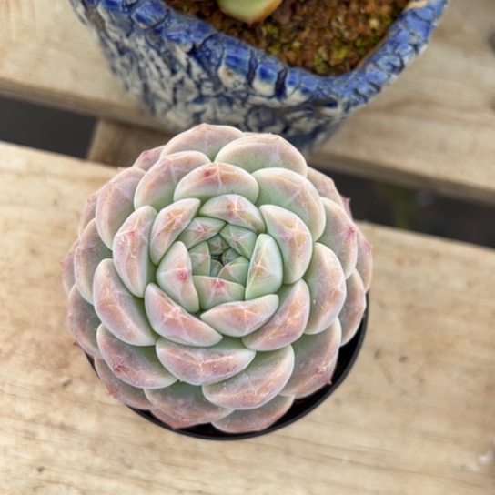 冰魄 单头 夏鸣园艺