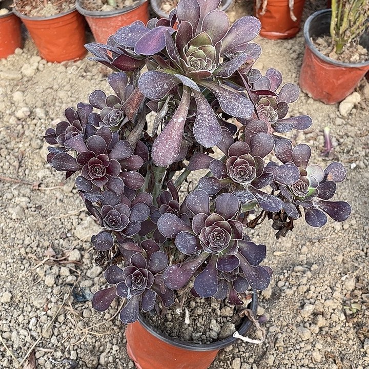 黑圆叶玫瑰玫瑰玫瑰