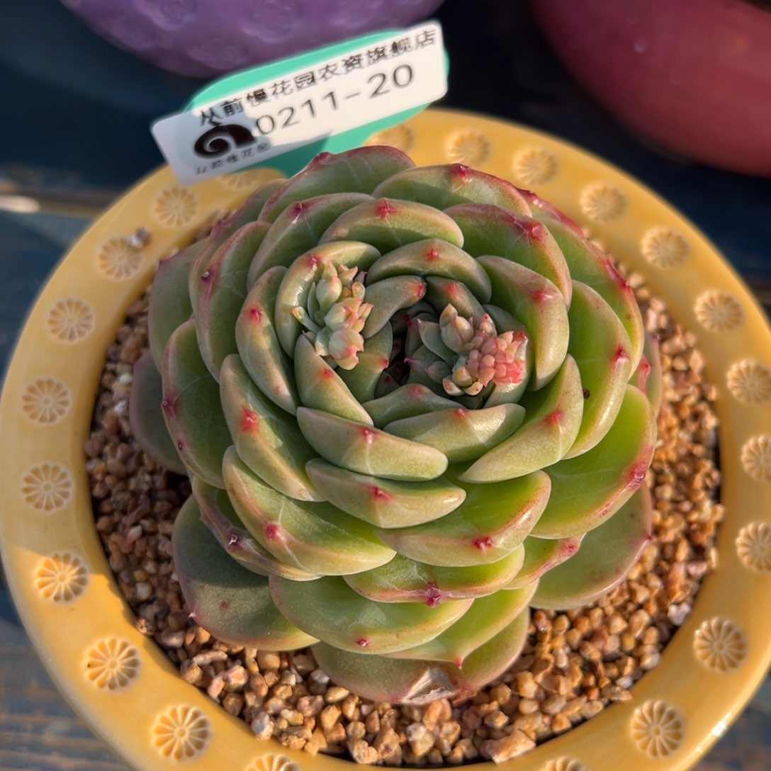 从前慢多肉精选编号0211.20