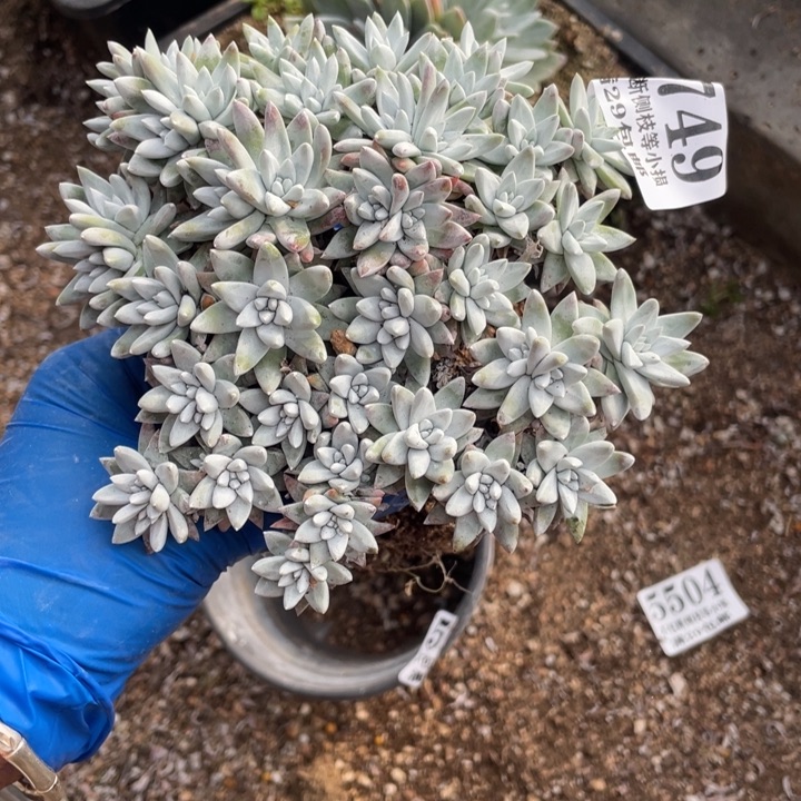 749号白菊多肉植物