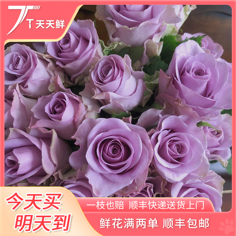 明日达【 18支 紫霞仙子 】今日下单明日到达（两单顺丰包邮）