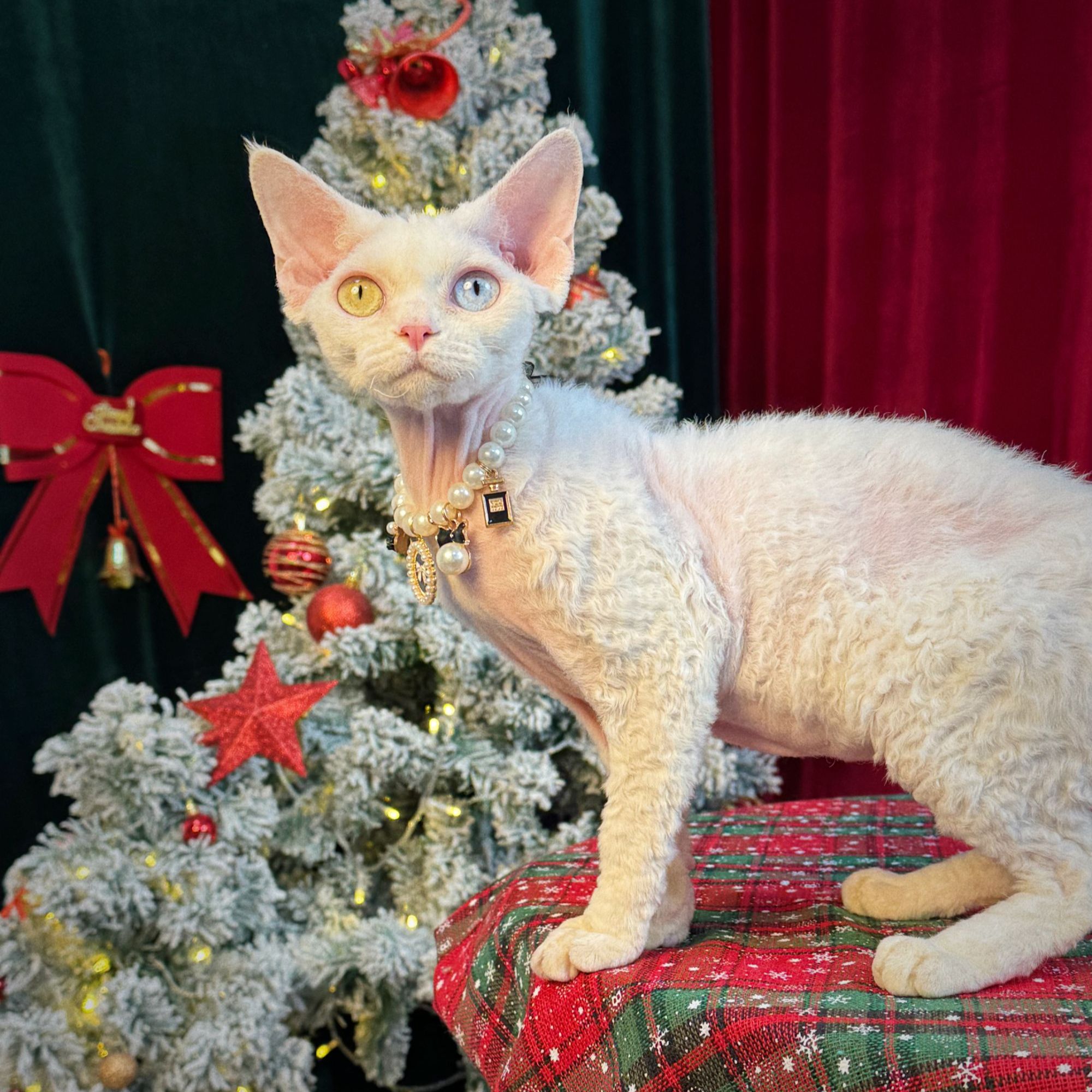 【玛雅名猫】 德文活体猫猫