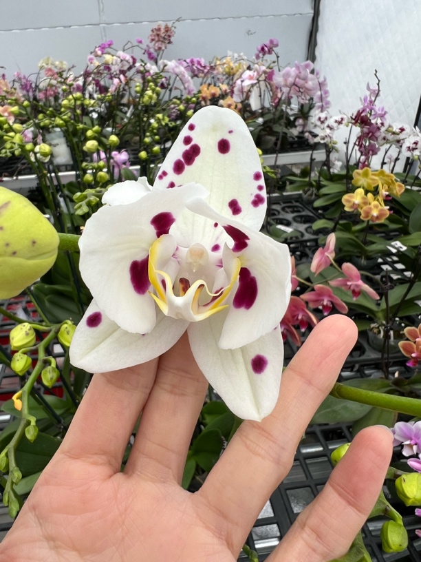 【马哈喀什】蝴蝶兰