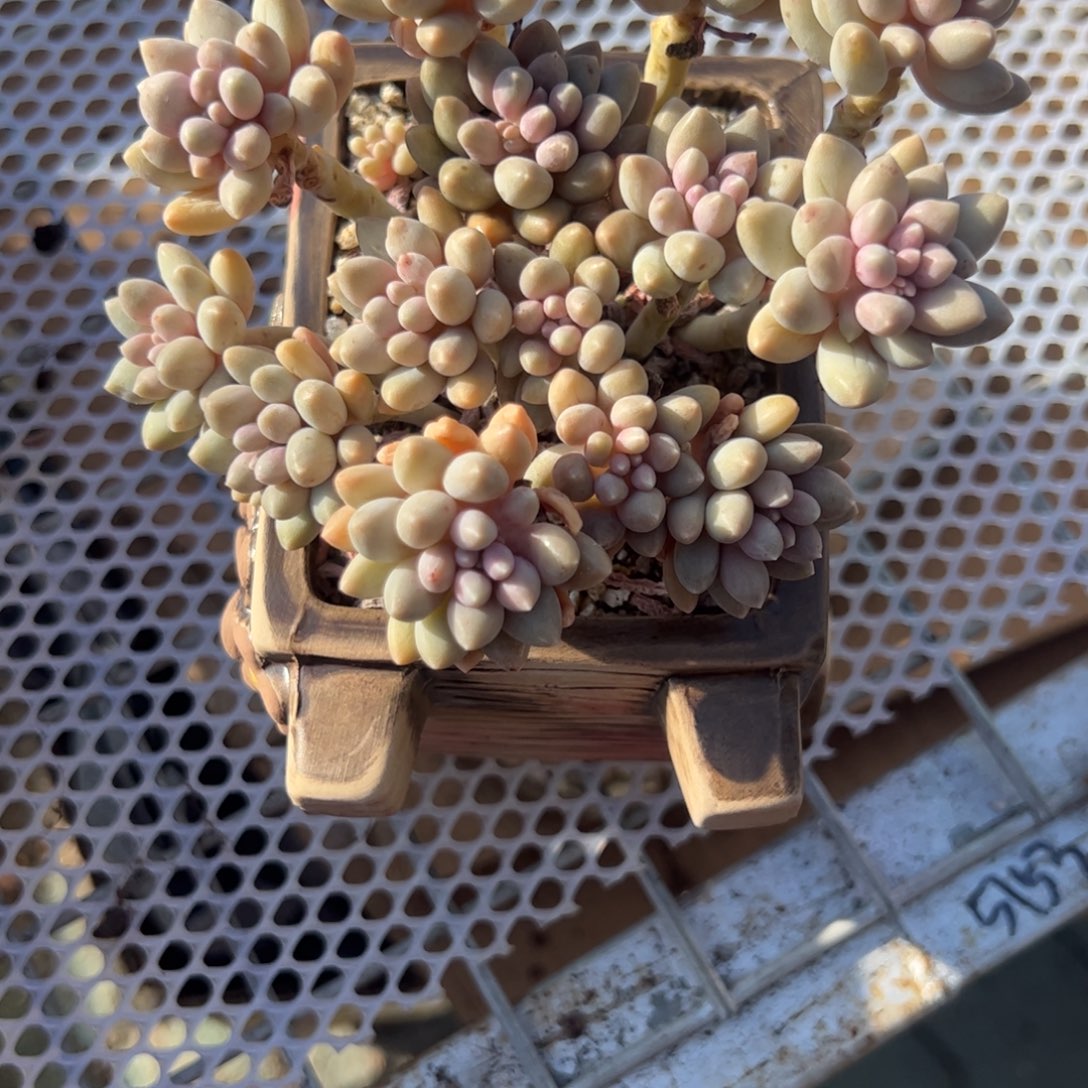 佳***姐推车碎花盆多肉植物精品