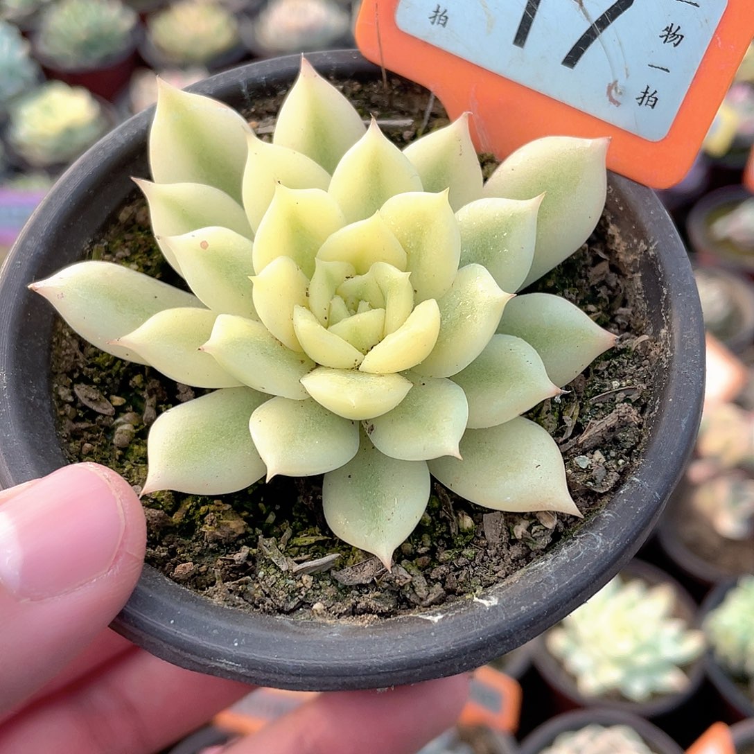 艾丽卡宽锦17号多肉