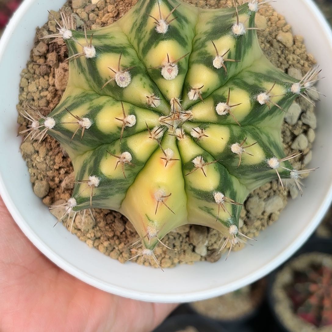 泰系实生仙人球800