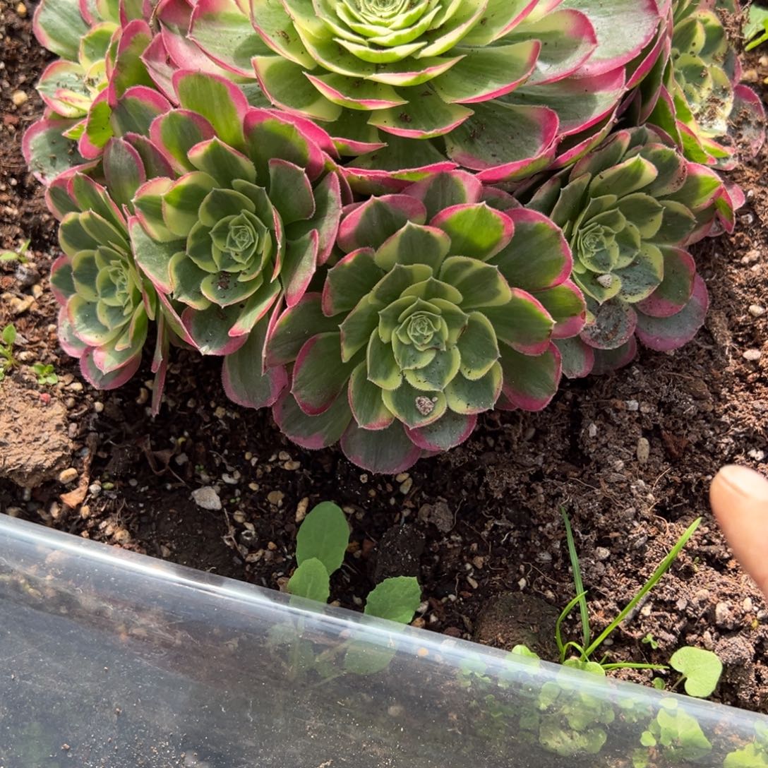 ****行108静花水月多肉多肉多肉