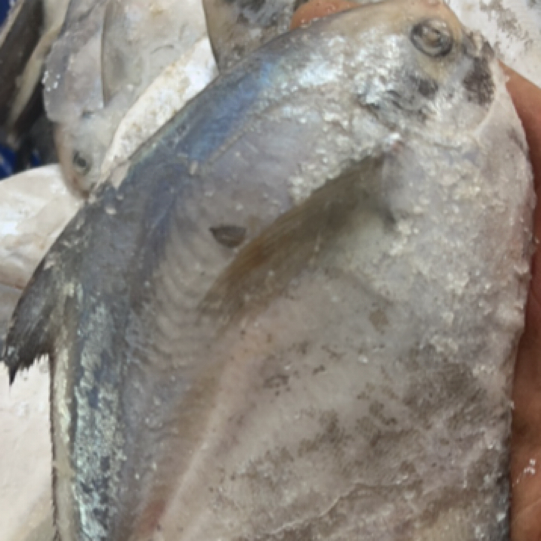 渔鲜福大中号银鲳鱼 新鲜海捕4斤净重(3到4条/斤)速冻鲜嫩深海鱼