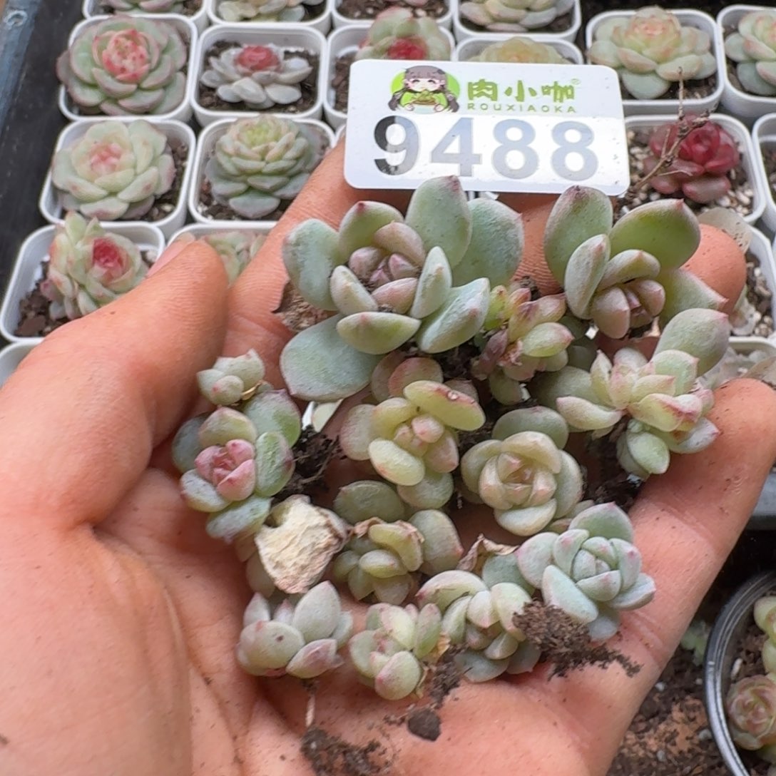 多肉植物多肉植物