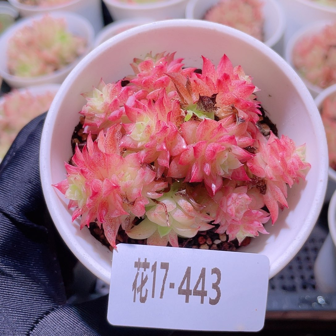 花利美17-443麦秆