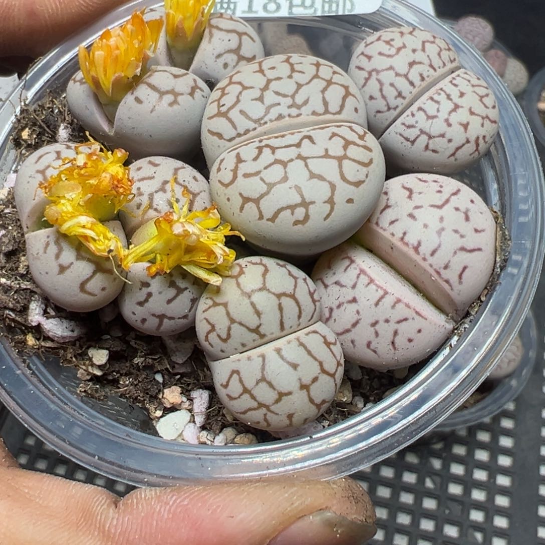 【闪购商品】 817。     