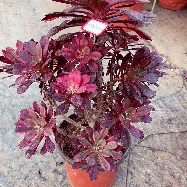 丽娜多肉法师16号