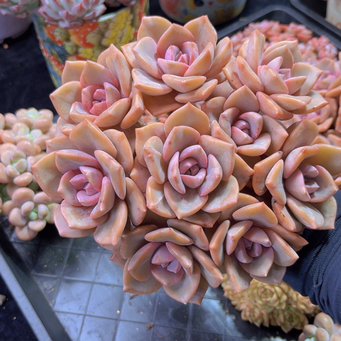 完全开放彩虹糖老桩