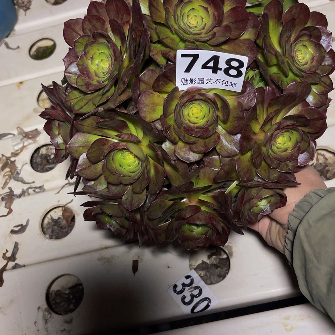 法师法师7//5包邮法师