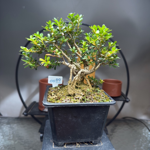 编号0088 贼苍老.贵米黄杨一本多杆大树型贵州米叶黄杨茶台小品