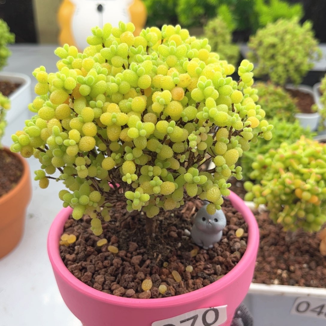 无花朵070金桔糖球