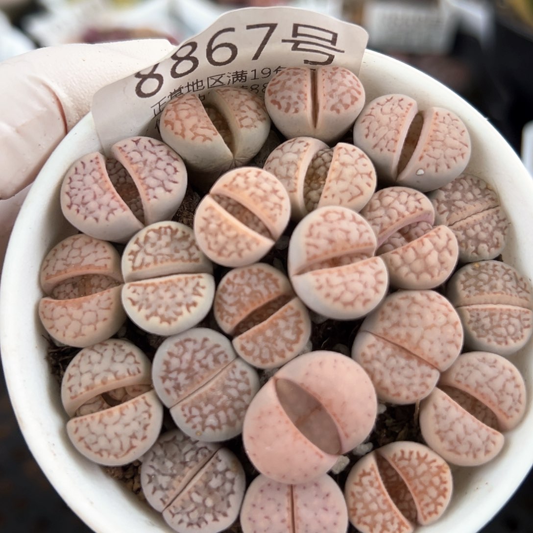 好养易活生石花大母本8867