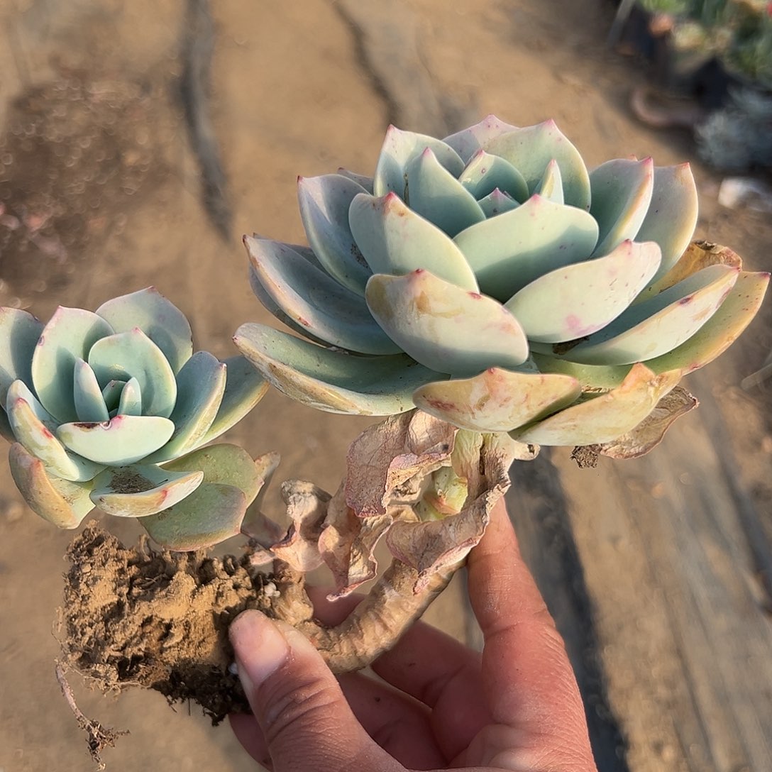 多肉植物白凤老庄