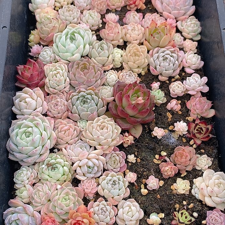 274 多肉植物盆栽花卉植物