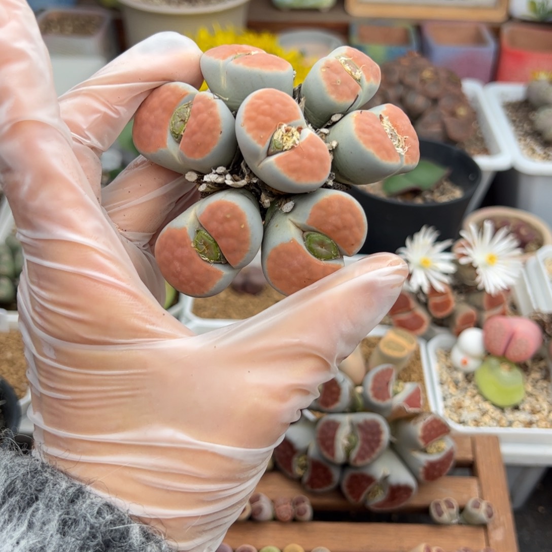 伴***居一群 多肉植物多肉植物