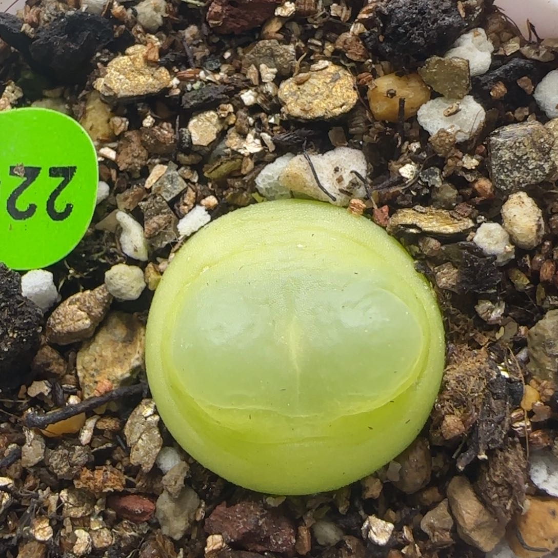 拉登1.7+多肉植物226