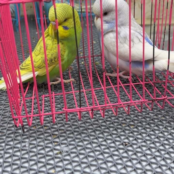 比***r虎皮鹦鹉虎皮鹦鹉