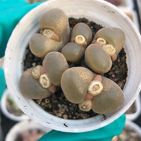 多肉肉锥 5头香蕉风铃