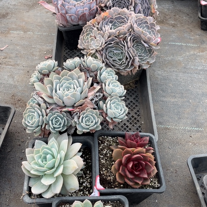 墨***墨莎漠之星两颗露西娜鲁氏木西甜心红玫瑰百达菲翠