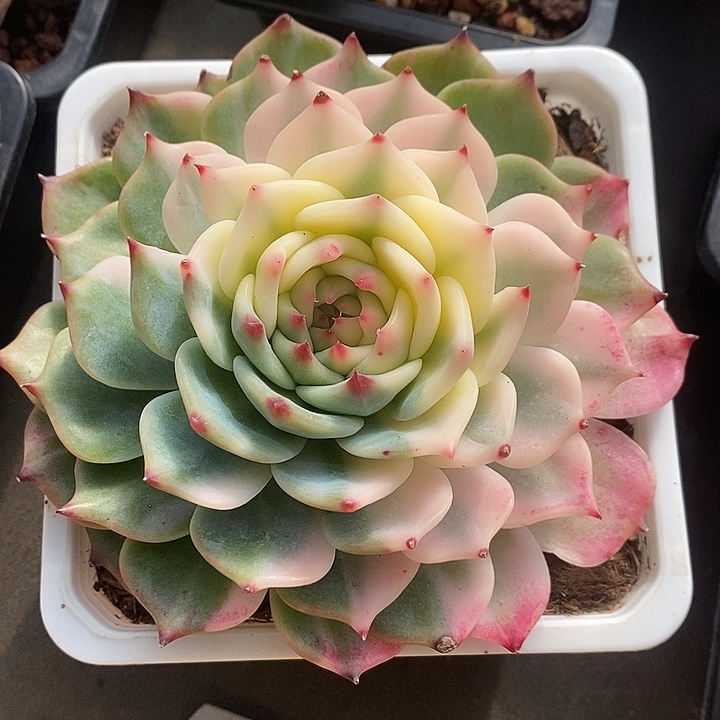 吃***行吉娃娃锦12厘米多肉