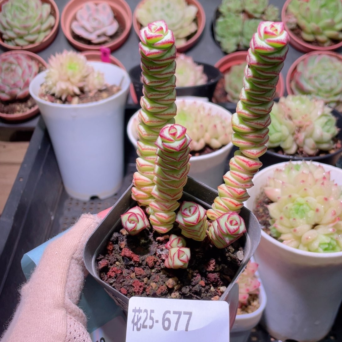 花利美25-677钱串