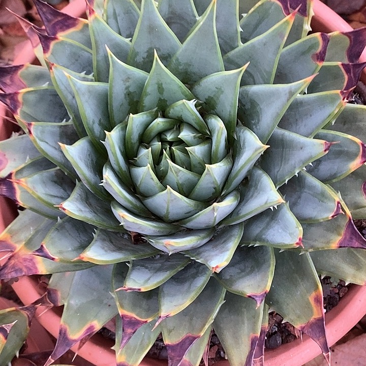 旋转芦荟zzzzzz新