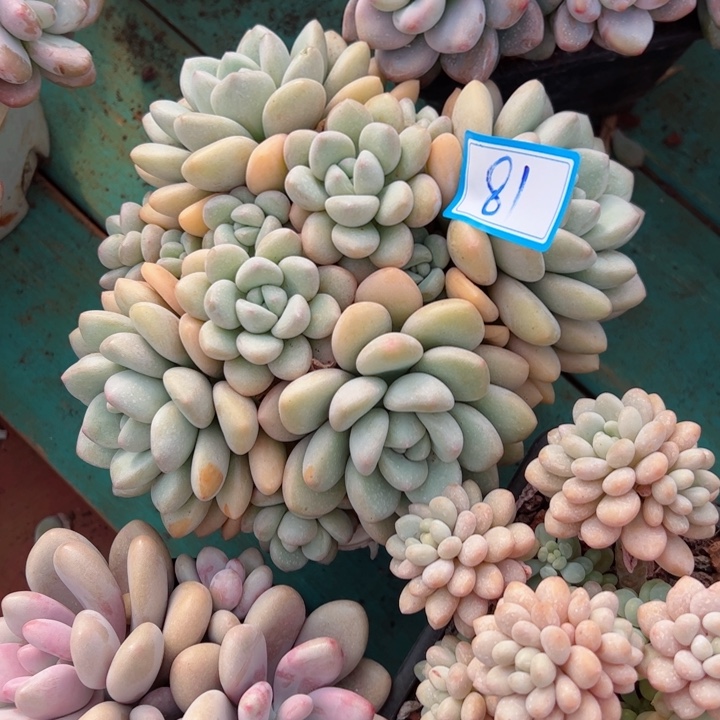 81泡泡平平安安健健康康