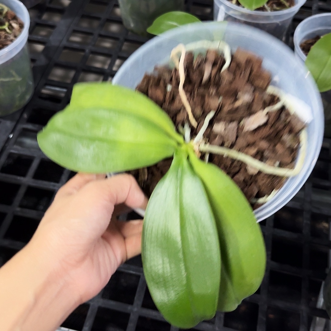 无花朵黄金国度5.5寸 清货