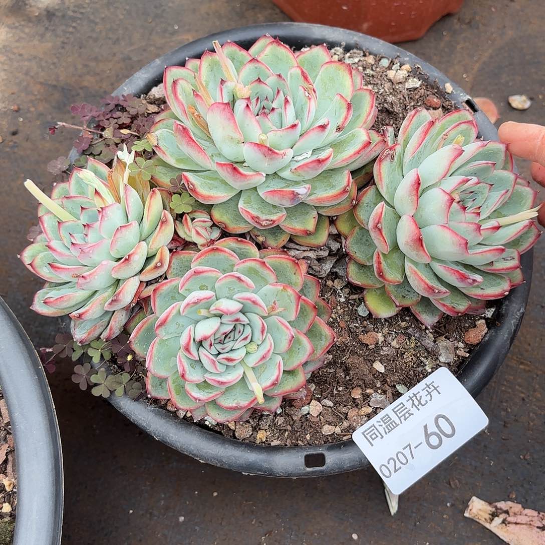 *️****同温层多肉荷花60