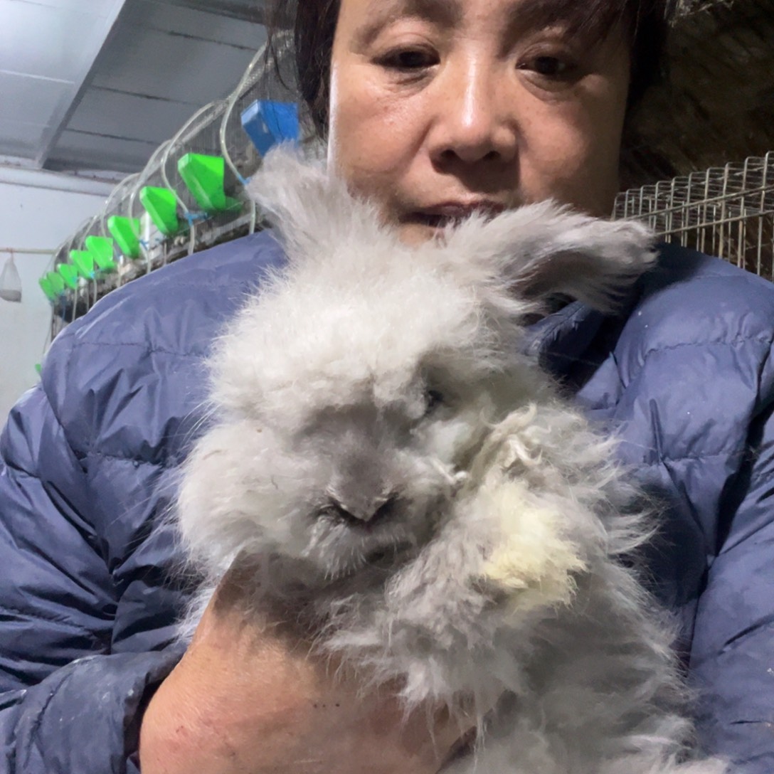 英系安哥拉宠物兔
