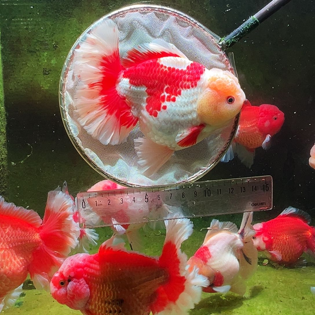 金鱼冷水金鱼百褶泰狮