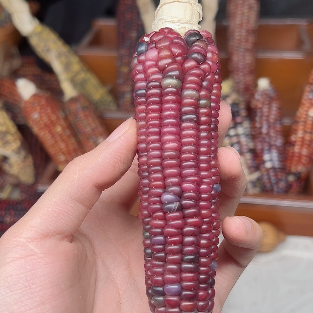 M*南文玩玉米毛料精品