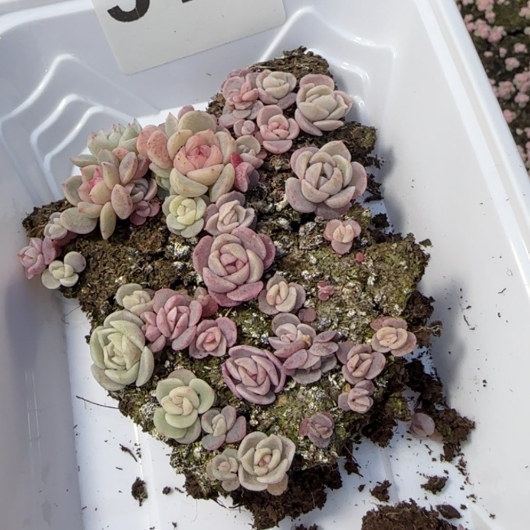 白***空319 号王者系列多肉一盒