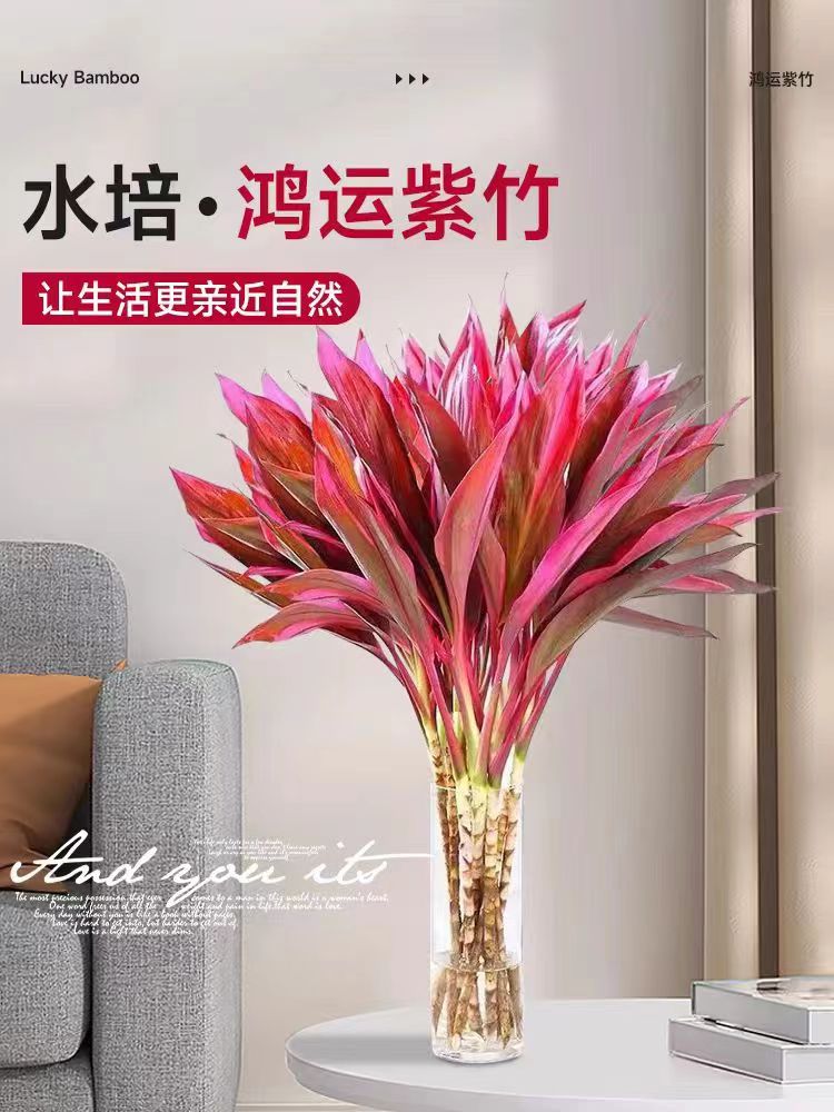 鸿运富贵竹绿植红叶朱焦紫竹直播原产地直发水养