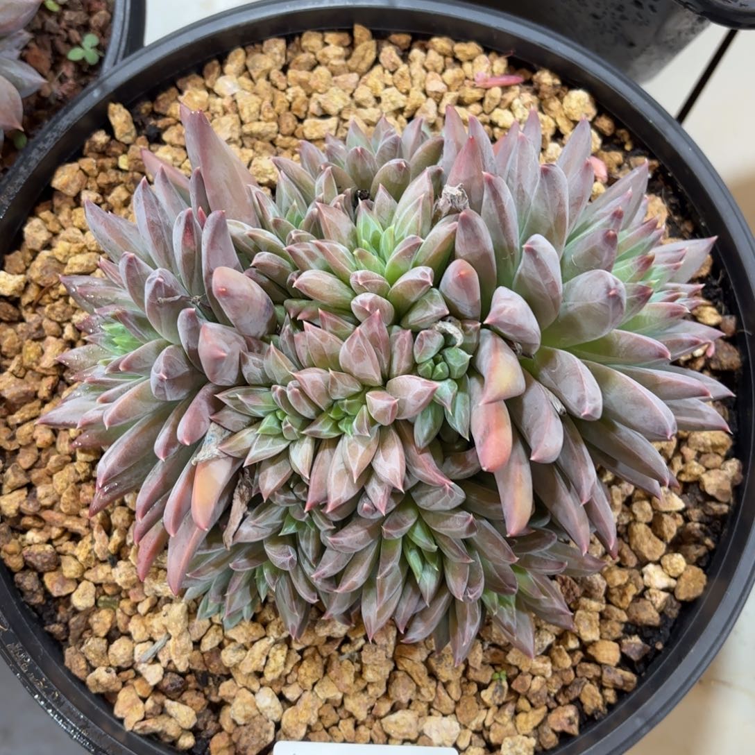 1409幻影美人多肉植物